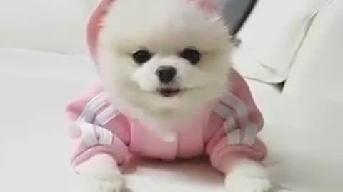 Best short funny pet videos