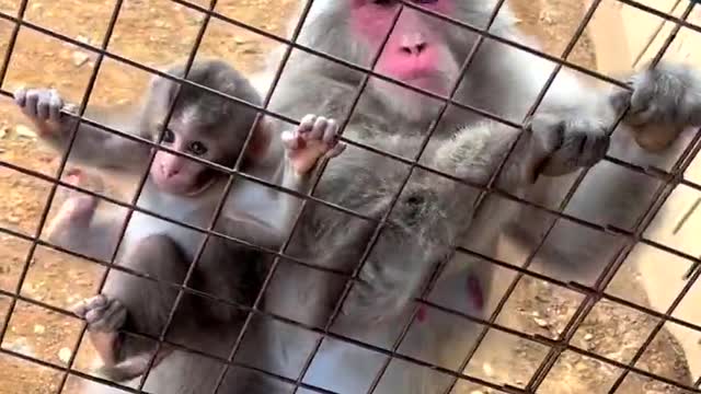 Big Monkey and Baby Monkey climbing to Top#funny #animals #cute #monkey