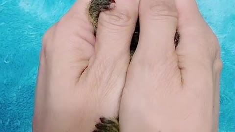 amazing and fun videos