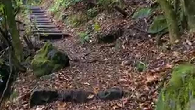 Such a beautiful walkway inside a forest