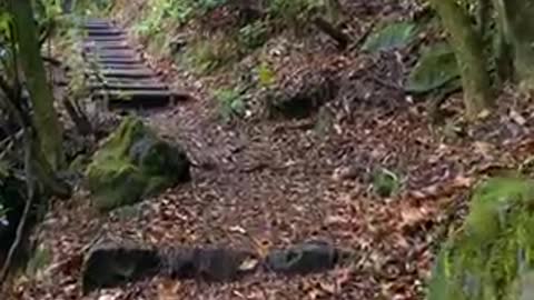 Such a beautiful walkway inside a forest