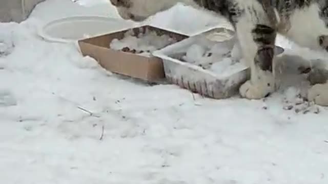A cat drinks water from a bowl on the top of a mountain.
