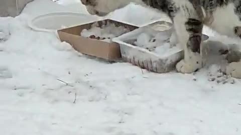 A cat drinks water from a bowl on the top of a mountain.