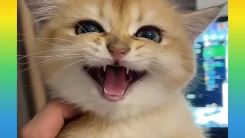 Cute and Funny Cat Videos Compilation