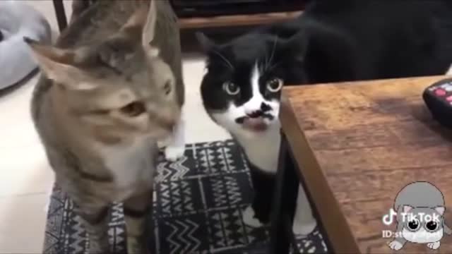 Cats talking! They can speak English better than their humans