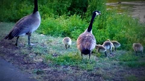 Funny Ducks with papa and mama