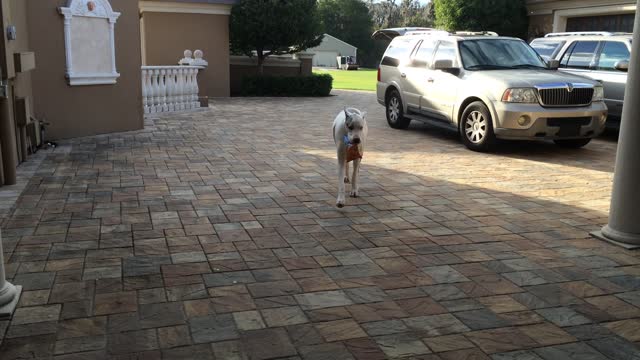 Helpful Great Danes bring in the groceries