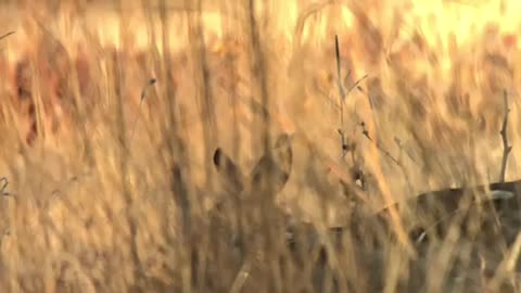 Mule Deer Buck Rutting after Doe