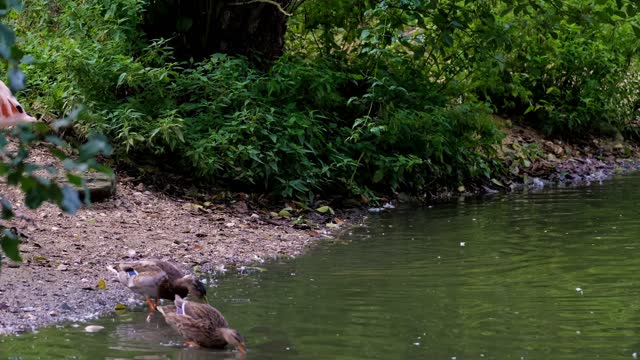 flamingos and ducks on riverbank