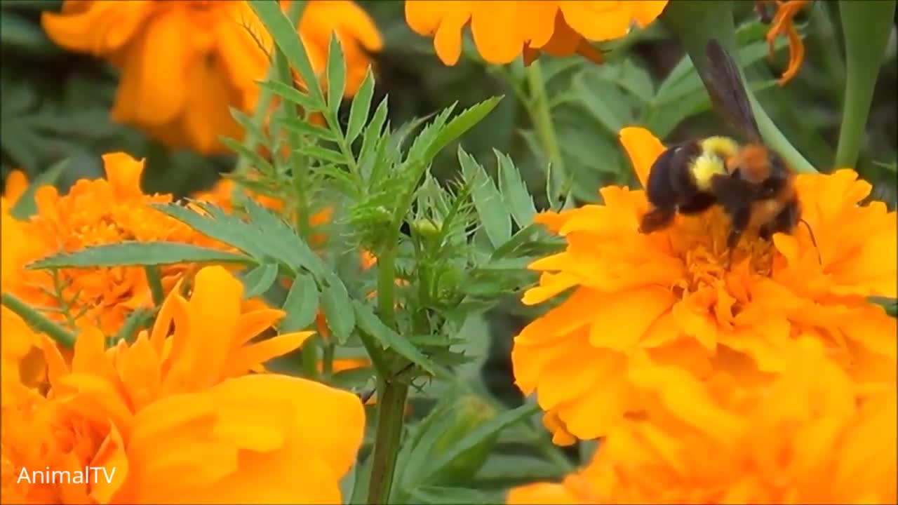 Giant Furry Bumblebees - CUTE Compilation