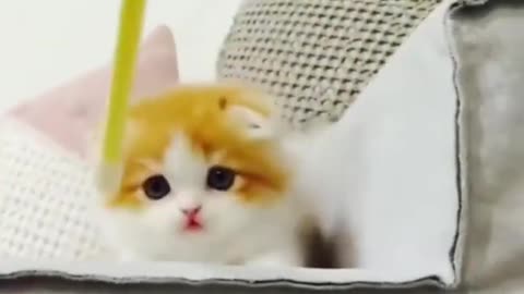 funny cute cats 6