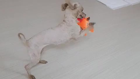 How to relieve stress in cute dogs