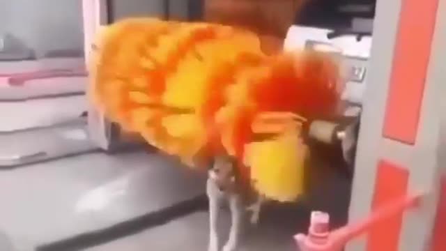 Dog funny video | dog | dog breeds | dog breed