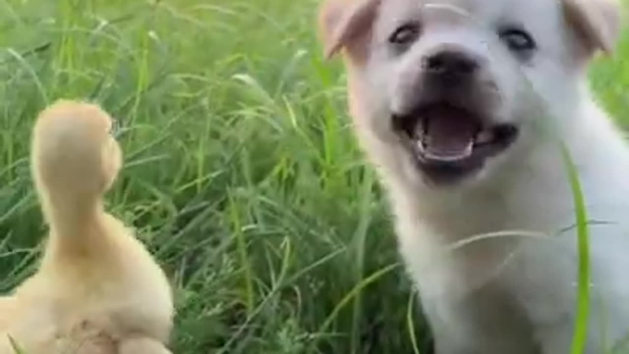 Love Of Puppy And Duckling #shorts #viral #shortsvideo #video