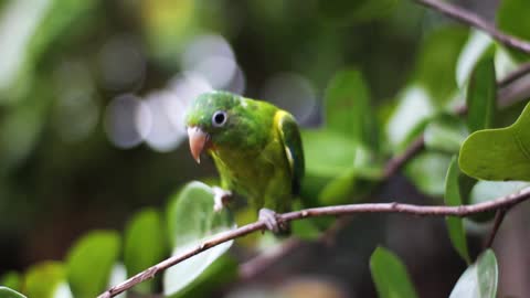 green bird