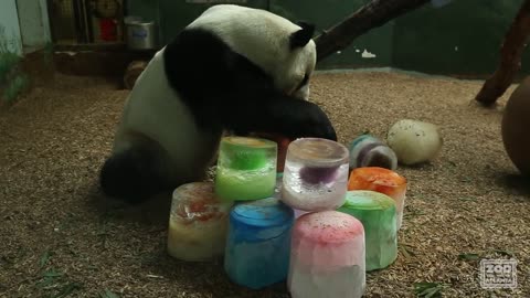 Panda Yang Yang's 17th Birthday