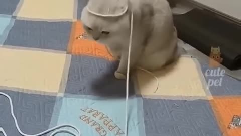 Funny Cute Cats 😺