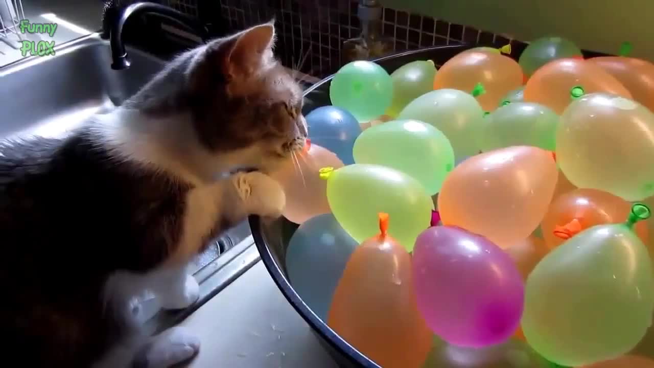 Cats with Balloons, really funny!