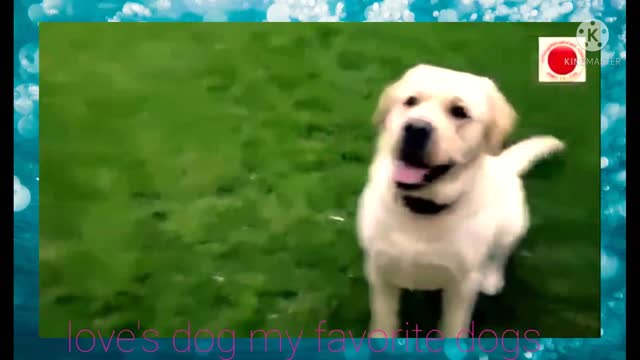 Dog's barking sounds// funny dog videos barking video's compilation