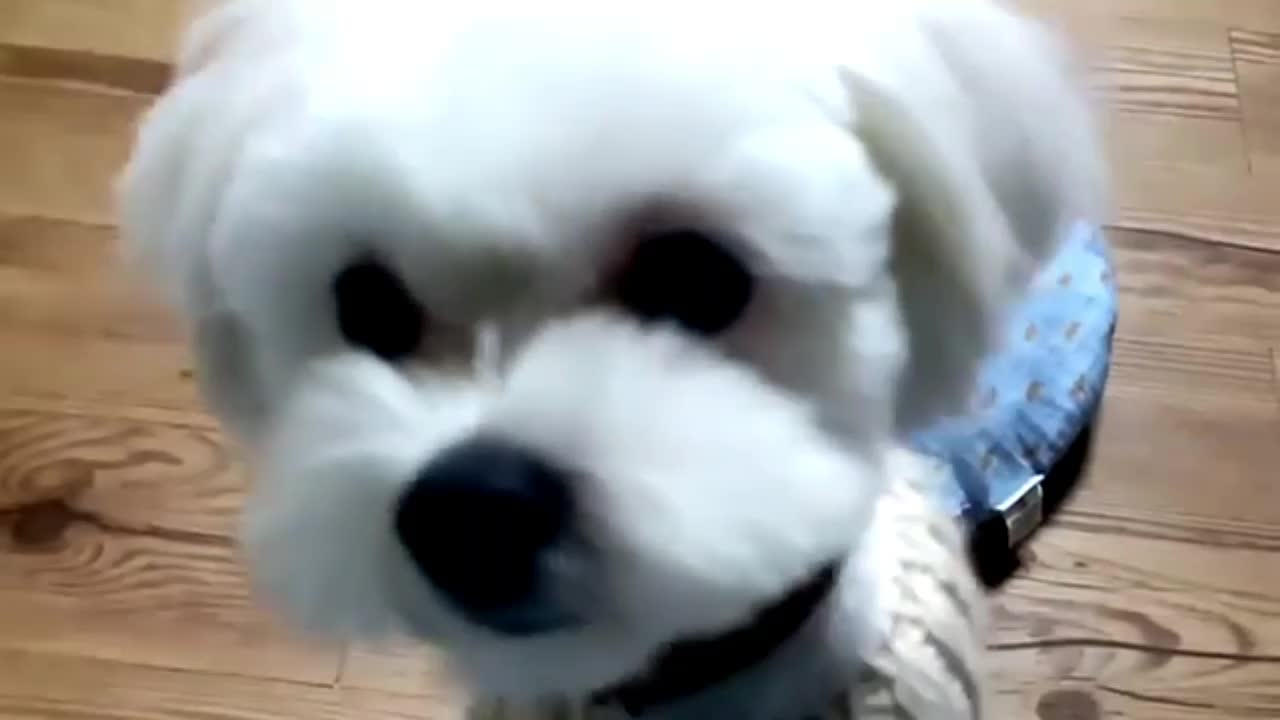 Funny Dog And Cute Puppies Playing Video