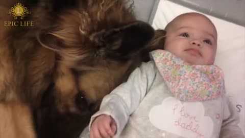 Lovely dog as being babysitter