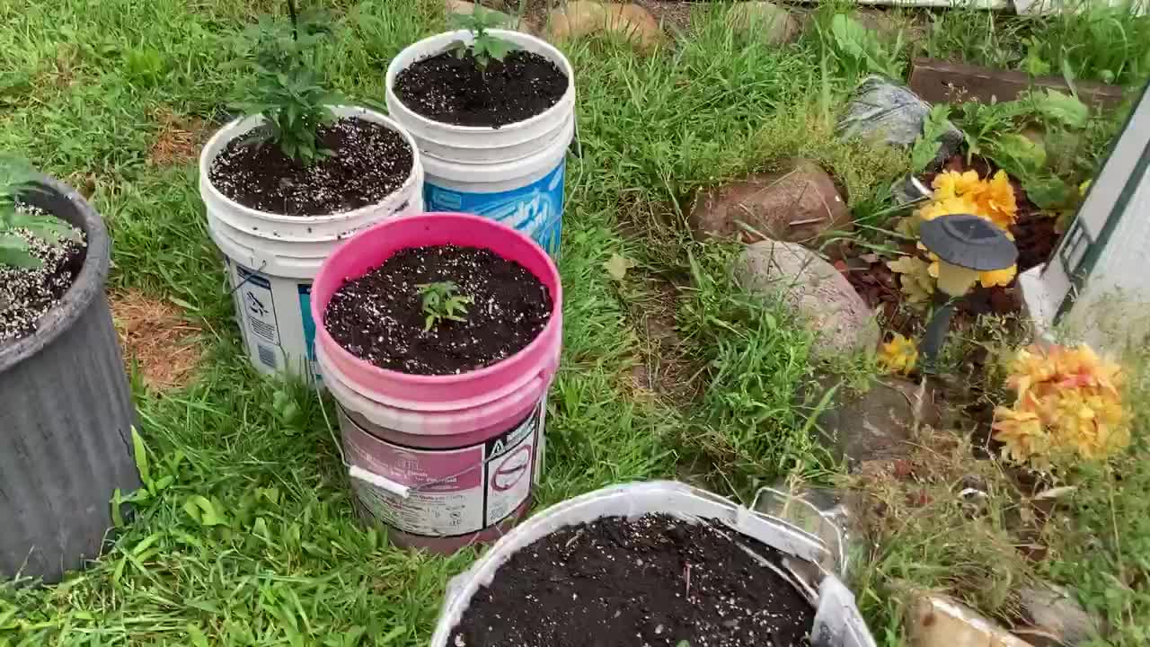 Marijuana Trump 2024 victory garden