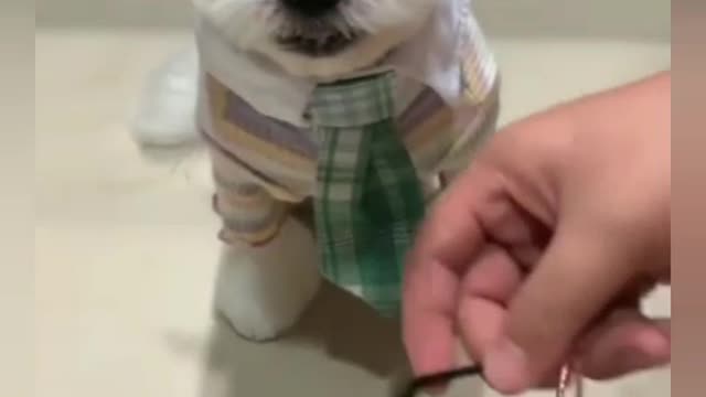 Cute puppy chooses clothes for a walk