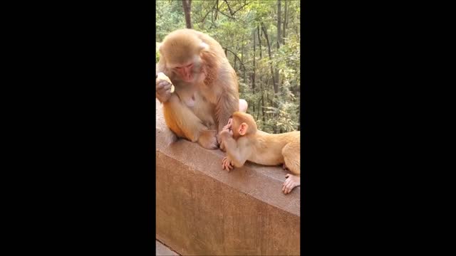 Smart little monkey