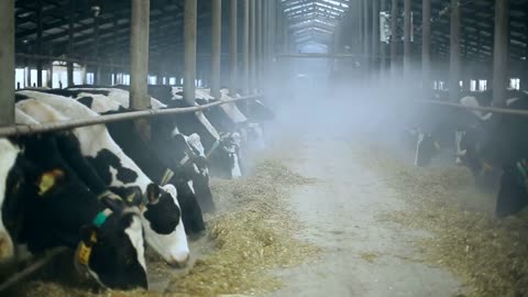 Cows in a Russian winter