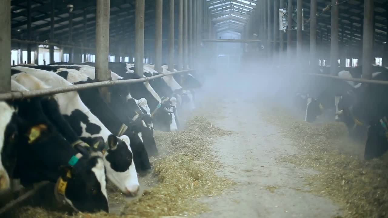 Cows in a Russian winter