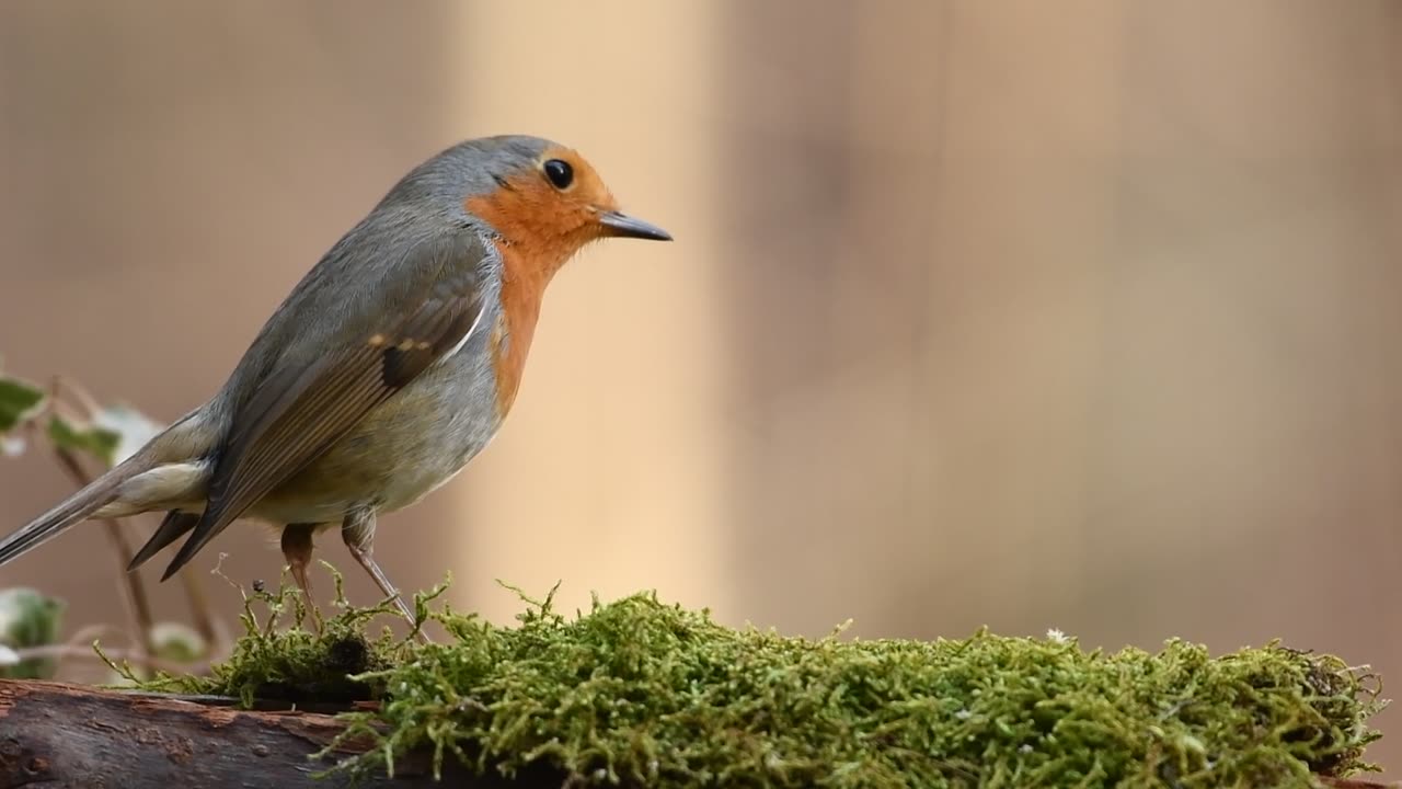 Robin bird forest nature spring Full HD