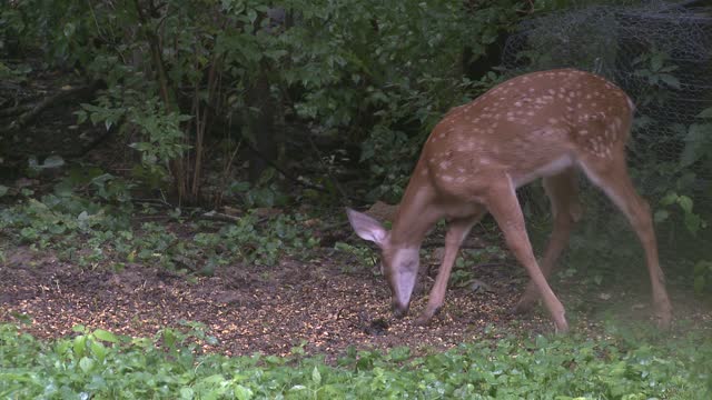 The Turtle and The Deer