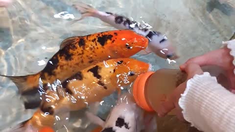 Fish that sucks a bottle like a baby