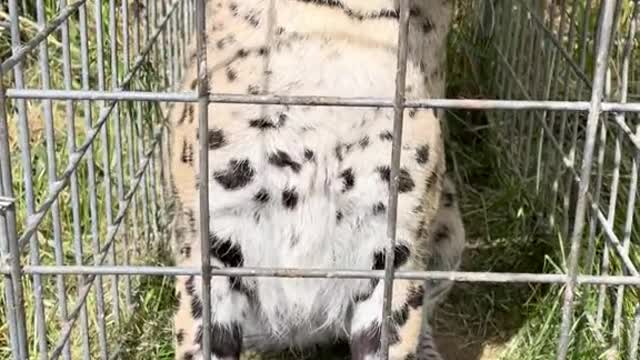 Safari has to be one of my favorites - Love me some adorable foot tappies