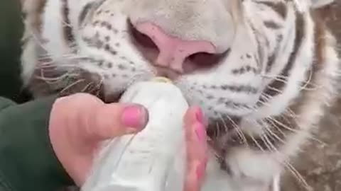 Adorable White Tiger Bottle Fed By Zookeeper