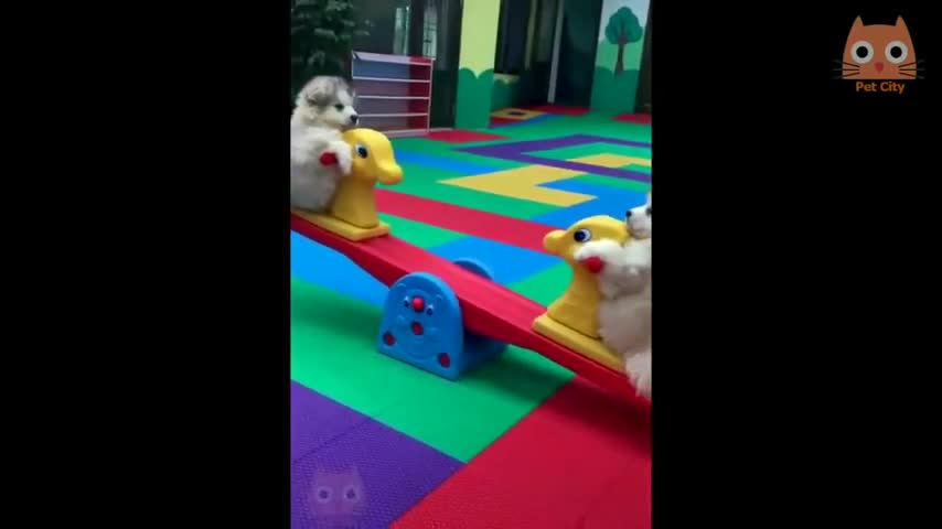 Funny Cats and Dogs // FALLS AND FUNNY VIDEOS 2021