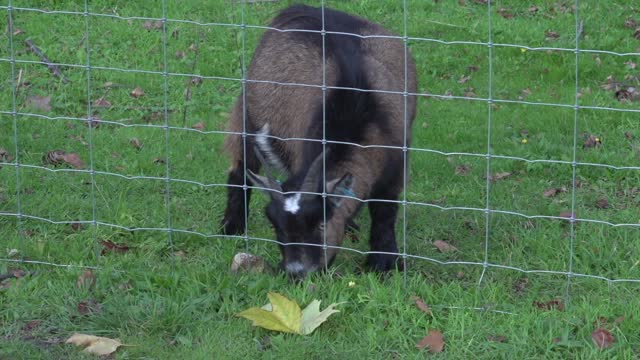 surrey park farm baby goat raw 3