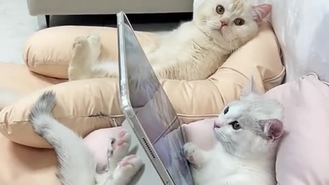 CATS LAPTOP