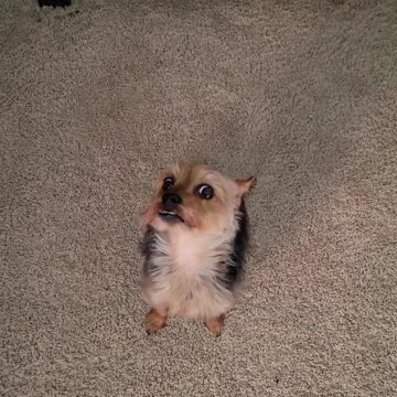 Dog loves my singing