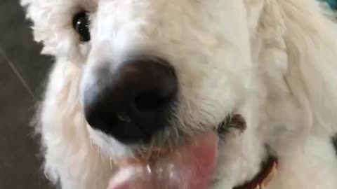 White poodle eating peanut butter from blak spoon