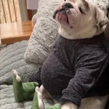 Dog during the long weekend