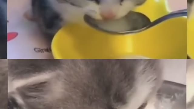 diet kitten