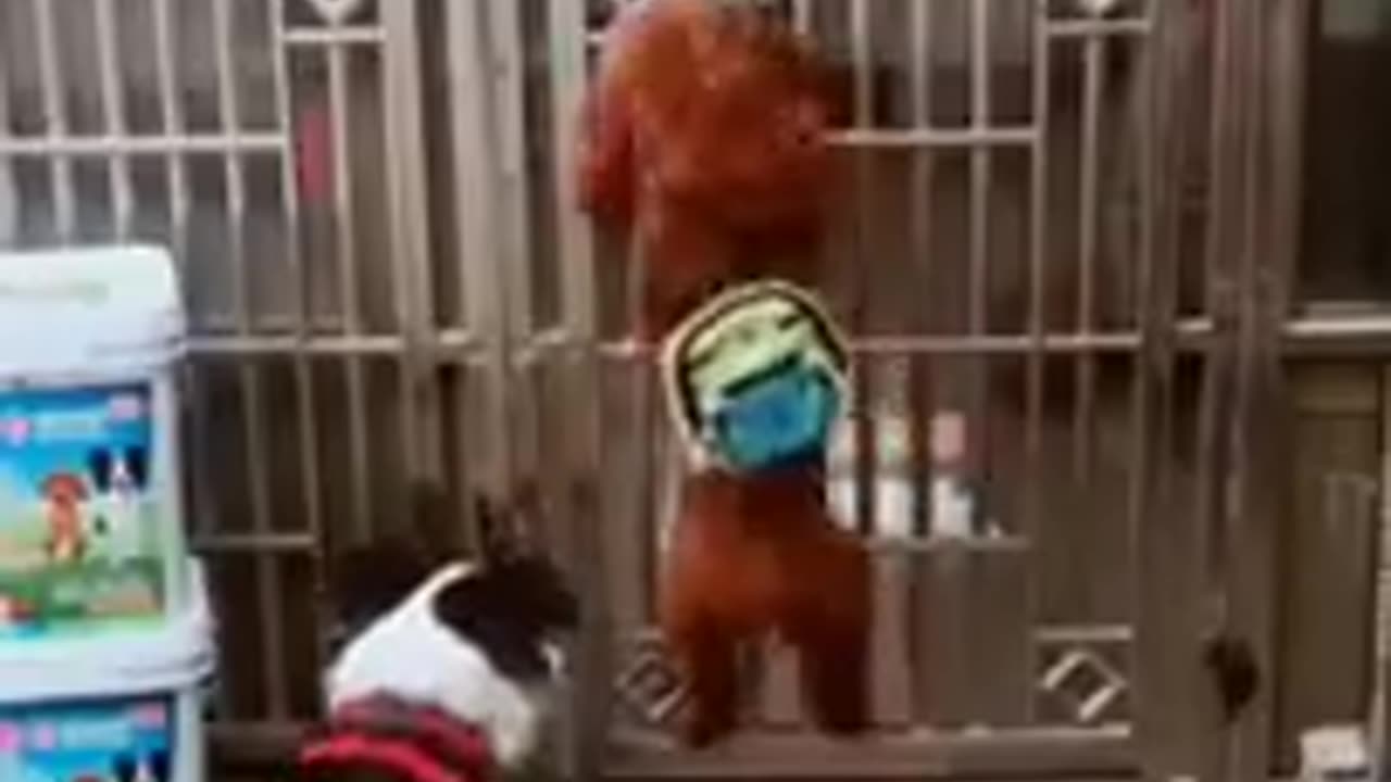 funny dog