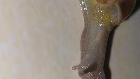 Amazing snail_beautiful creation