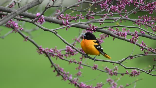 Bright Oriole