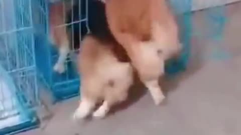 2 little guys can't wait to log in