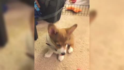 Corgi's falling rhythm is too cute