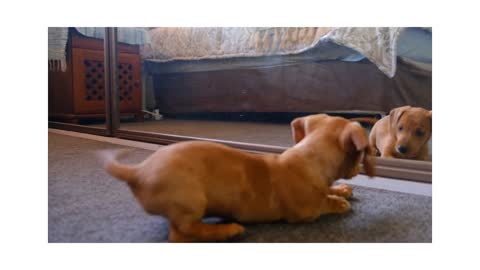little pup trying to DANCE infront of mirror shocking video