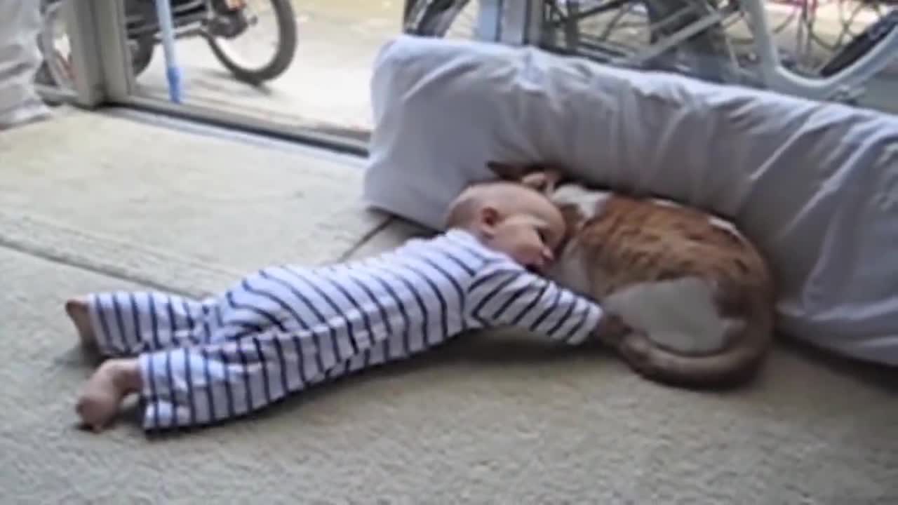 Funny Cats And Babies Playing Together