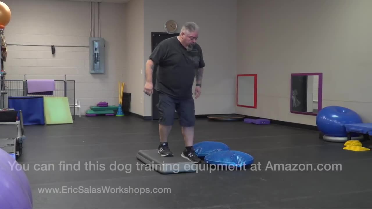 5 Easy step to train dog